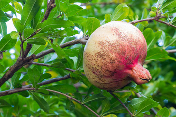 pomegranate