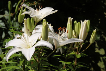 Weiße Lilien im grellen Sonnenlicht © Markus