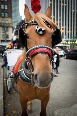 Fototapeta na wymiar Horse and carriage at Central Park in New York City