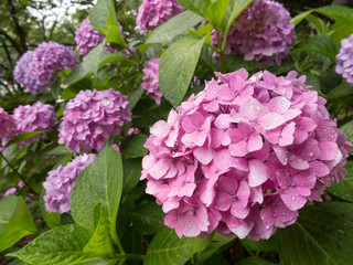 アジサイの花
