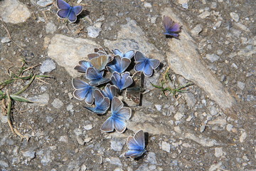 papillon bleu © Jacky Jeannet