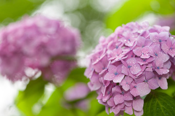 アジサイの花