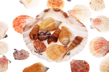 shells seashells in closeup  on a white background