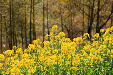 spring landscape China