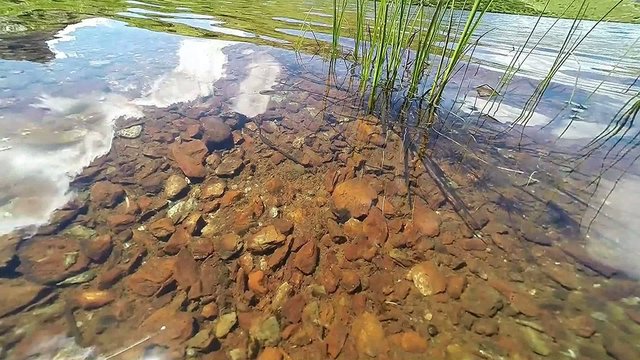 happy frog