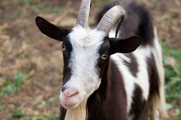 Naklejka na ściany i meble beautiful portrait goat