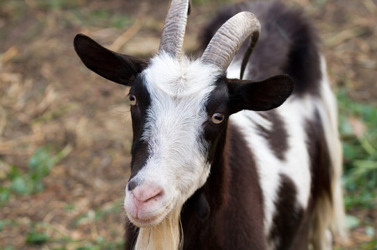 beautiful portrait goat