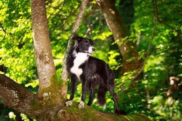 Border Collie dog