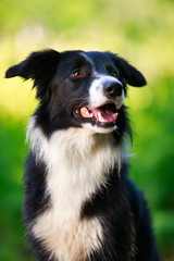 Border Collie dog