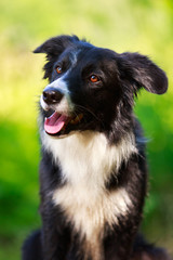 Border Collie dog