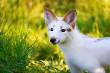 Naklejka na ściany i meble white-red fox pup