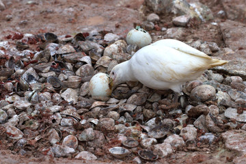 Snowy Sheathbil who eats egg penguin in thrown by nest