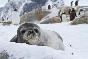 Weddell seal which looks out over the snowy hills