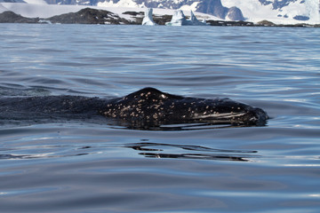 young humpback whale floating in the waters of the Antarctic sum
