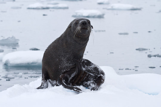 wet fur seal that came out to the ice floe on a cloudy day