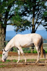 Obraz na płótnie Canvas Horse on the horse farm