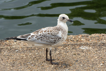 Juvenile black headed gull standing
