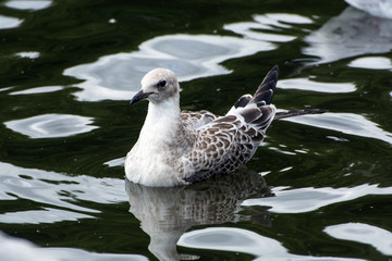 Juvenile black headed gull on water