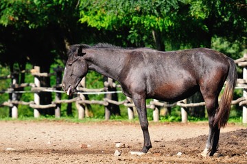 Funny horse stick out his tongue