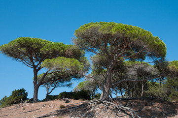 mediterranean parasol pines