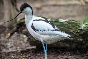 Pied avocet