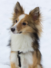 Cute shetland sheepdog is posing for the camera in the snow