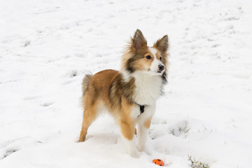 Cute Shetland Sheepdog poses in the snow during ball play