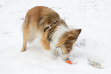 Cute Shetland Sheepdog smells and plays with a ball in the snow