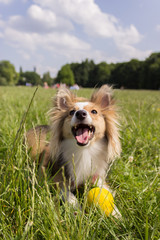 Happy Shetland Sheepdog is waiting in the park for a yellow ball