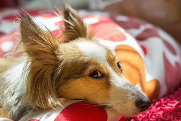 Cute sheltie is resting and looks directly in the camera