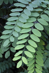 young leaves