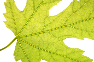 Green leaf background