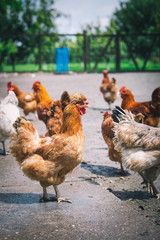 Chickens on traditional free range poultry farm