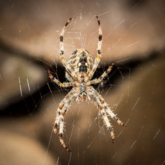 cross spider
