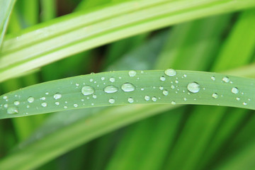 Water drops on green leaf