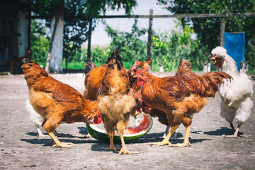 Chickens on traditional free range poultry farm