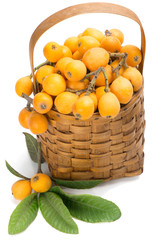 loquat fruits on branch and in basket
