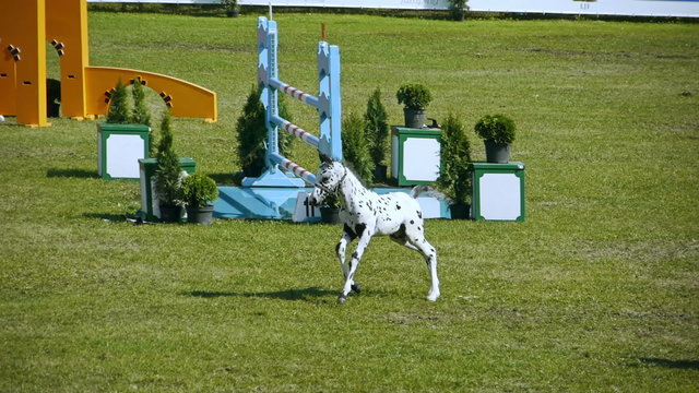 HD - Show jumping. Horse jumping obstacles