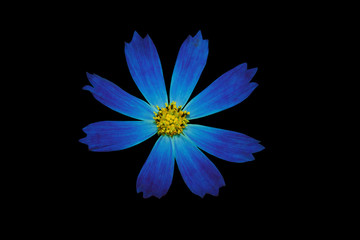 Синий цветок на черном фоне - obrazy, fototapety, plakaty