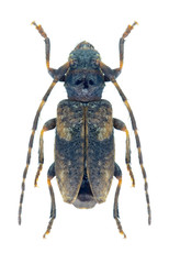 Beetle Pogonocherus decoratus