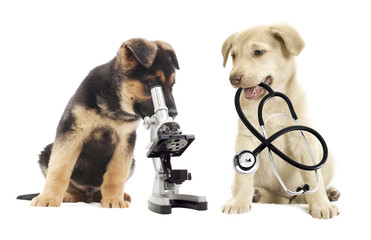 Puppy and microscope - 69122694
