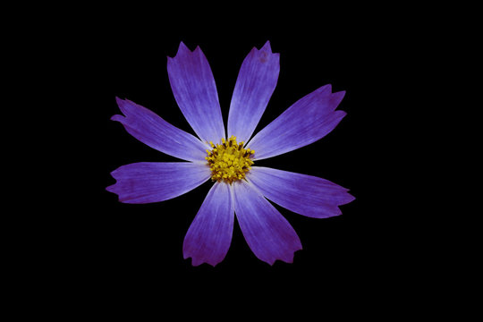 Fototapeta Синий цветок на черном фоне