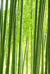 Fototapeta premium Zielony bambusowy las