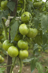 Some green tomatoes in the plant