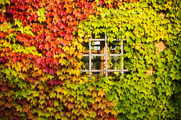 Window with red and green vine plant in autumn