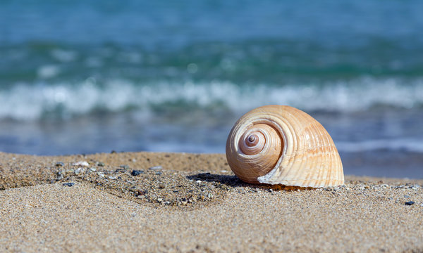 Sea shell on sandy beach