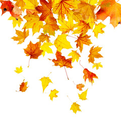 Naklejka na ściany i meble Colorful autumn leaves isolated on white background