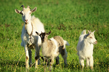 Obraz premium Goat family in a green field