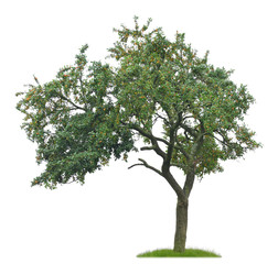 Fototapeta na wymiar Freigestellter alter Mirabellenbaum mit vielen reifen Früchten