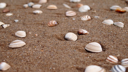 Fototapeta na wymiar small shells in wet sand